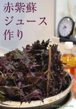 赤紫蘇ジュース作り
<br>
大のシソ好きとしては、この時期を逃せません。
大量の赤紫蘇を、大きな鍋で煮る。
<br>
ジメジメした梅雨にもほどよい酸味がぴったりの、「楽、一品。」